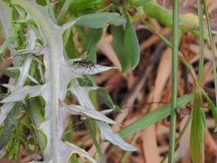Capsodes sulcatus