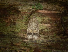 Polylopha epidesma