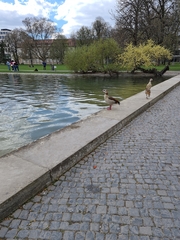 Alopochen aegyptiaca