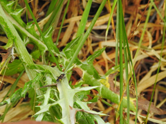 Capsodes sulcatus