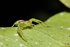 Misumenops callinurus