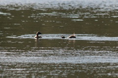 Poliocephalus rufopectus