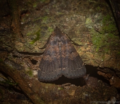 Hydrillodes metisalis