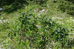Rhamnus fallax