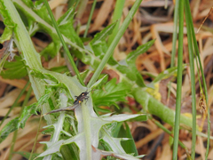 Capsodes sulcatus
