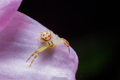 Misumenops callinurus