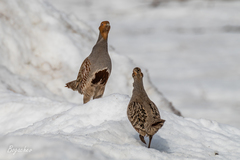 Perdix perdix