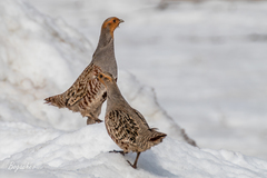 Perdix perdix