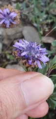 Globularia alypum