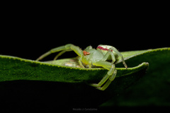 Misumenops callinurus