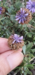 Globularia alypum