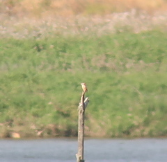 Lanius bucephalus
