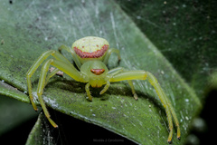 Misumenops callinurus