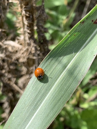 Photo of Spotless Lady Beetle (Cycloneda sanguinea)