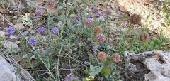 Globularia alypum