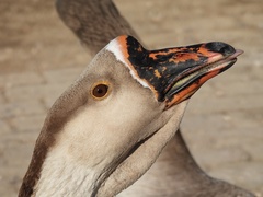 Anser cygnoides domesticus