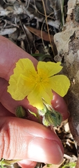 Helianthemum