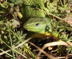 Lacerta trilineata