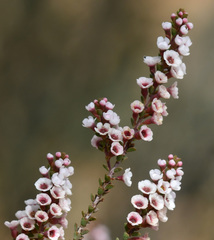 Thryptomene