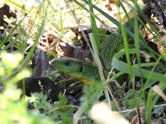 Lacerta trilineata