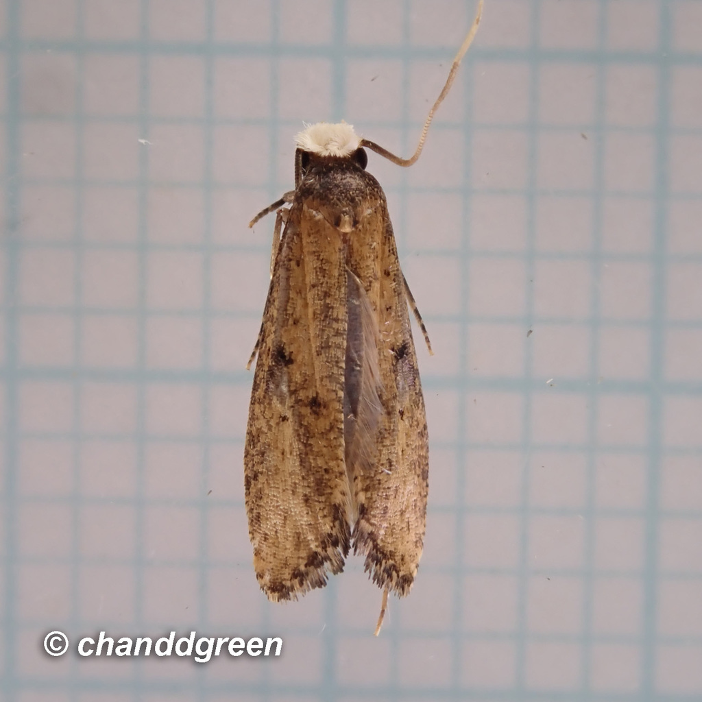 Monopis impressella