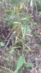 Castanopsis carlesii