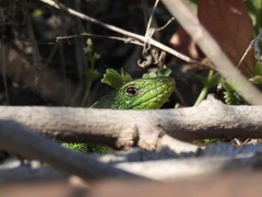 Lacerta trilineata
