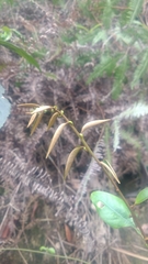 Castanopsis carlesii