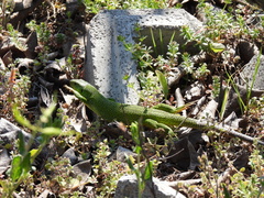 Lacerta trilineata