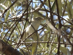 Phylloscopus orientalis