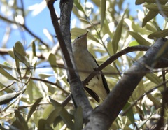 Phylloscopus orientalis