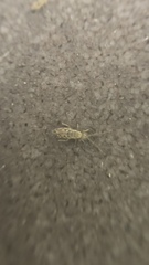 Entomobrya intermedia