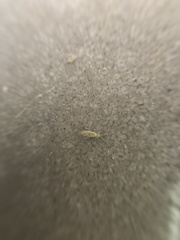 Entomobrya intermedia