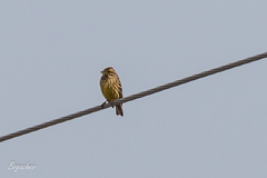 Emberiza citrinella
