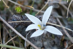 Lobelia perpusilla