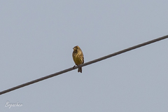 Emberiza citrinella