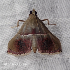 Endotricha repandalis