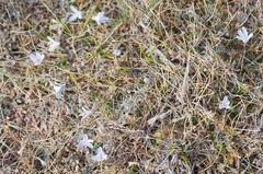 Veronica lilliputiana