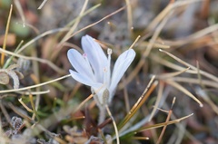 Veronica lilliputiana
