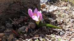Colchicum kurdicum