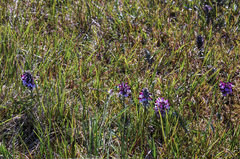 Pedicularis sudetica