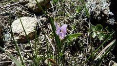 Colchicum kurdicum
