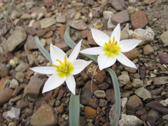 Tulipa biflora