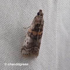 Acrobasis encaustella
