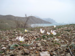 Tulipa biflora