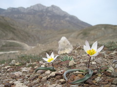 Tulipa biflora
