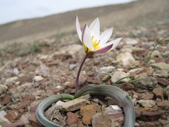 Tulipa biflora