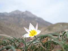 Tulipa biflora