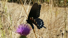 Battus philenor hirsuta