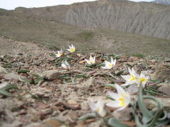 Tulipa biflora